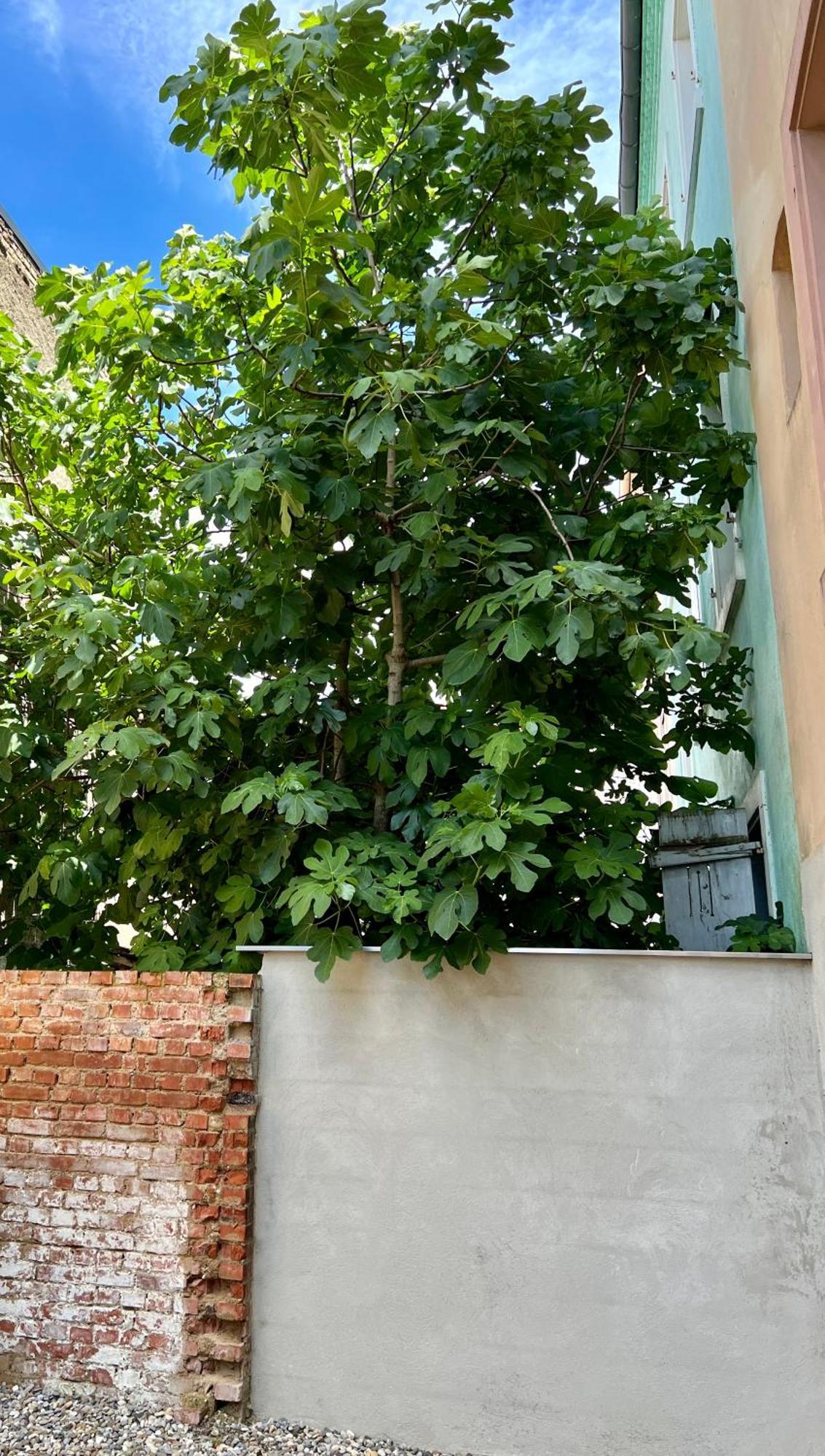 Rs-0 - Appartement F2 Au Rdc A Mulhouse Pour 1-3 Pers Esterno foto